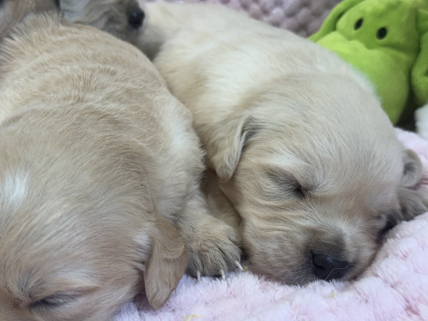 Chiot N°6 - Golden Retriever