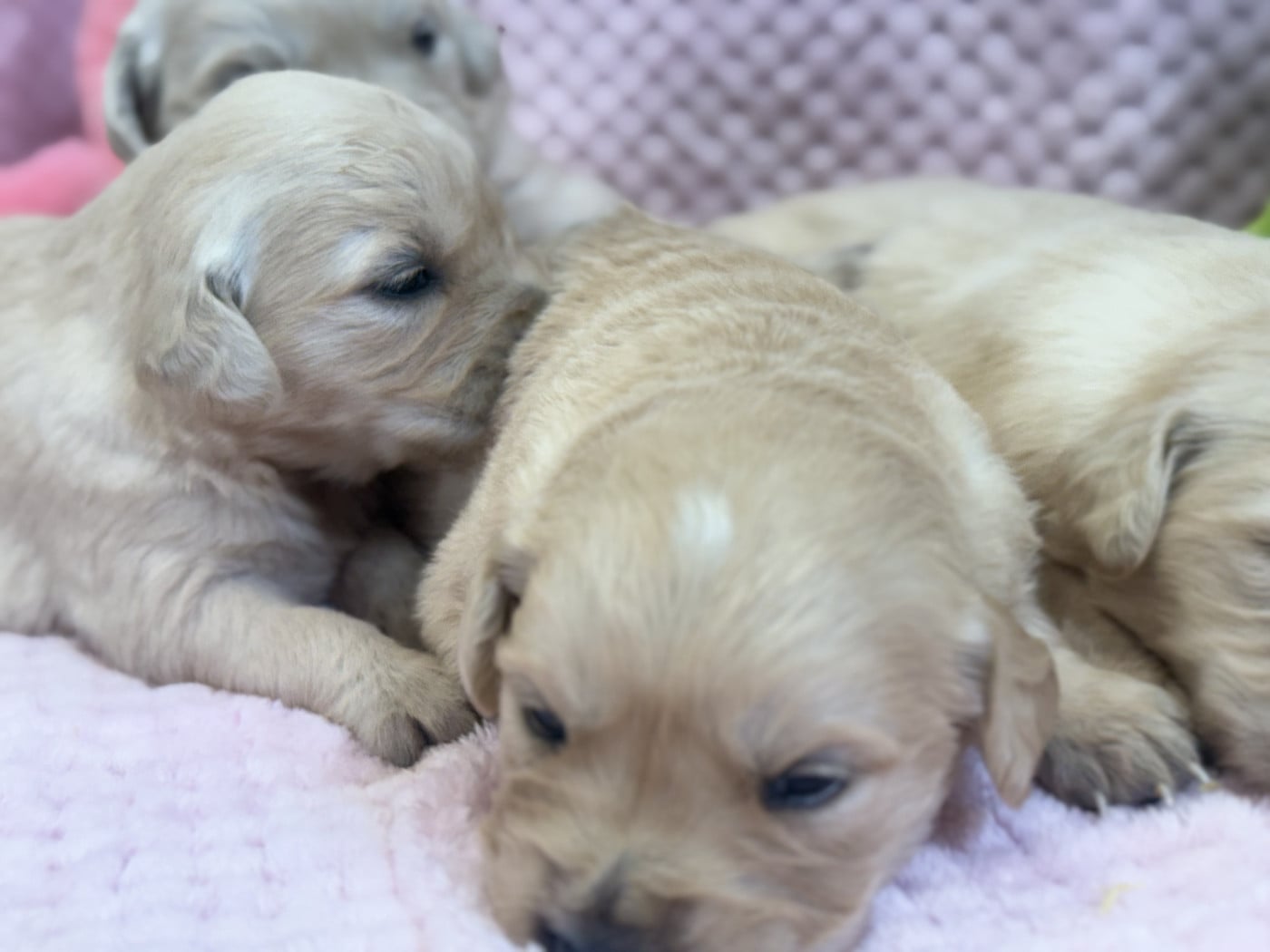 Chiot N°7 - Golden Retriever