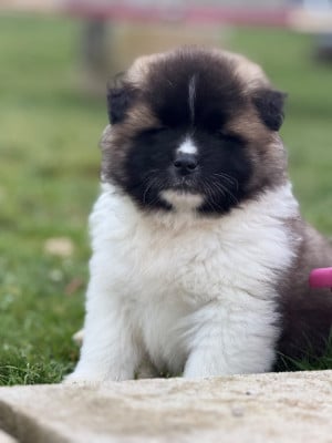 Akita americain