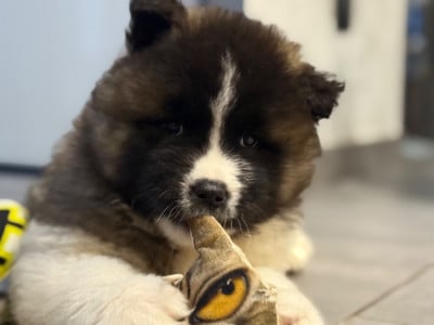 Les chiots de Akita americain