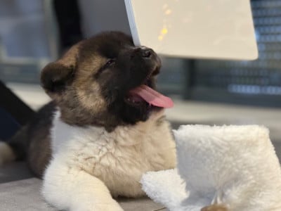 Les chiots de Akita americain