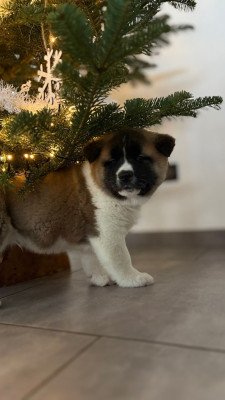 Les chiots de Akita americain