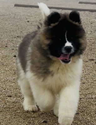Les chiots de Akita americain