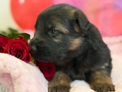 Les chiots de Berger Allemand