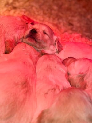 Les chiots de Golden Retriever