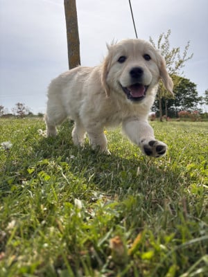 Les chiots de Golden Retriever