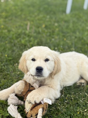 Les chiots de Golden Retriever