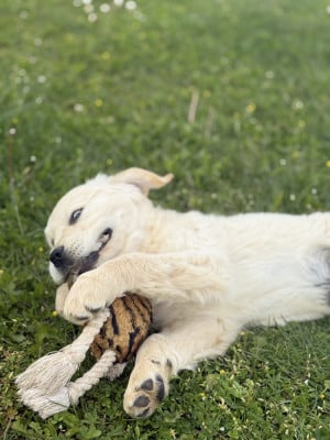 Les chiots de Golden Retriever