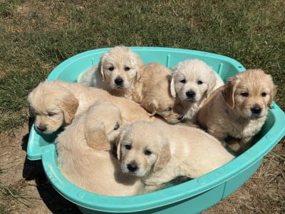 Les chiots de Golden Retriever