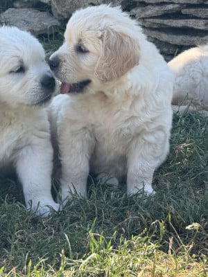 Les chiots de Golden Retriever
