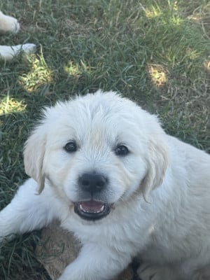 Les chiots de Golden Retriever