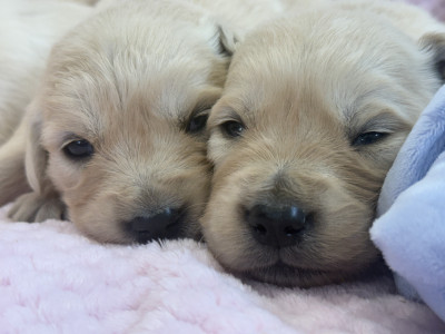 Les chiots de Golden Retriever