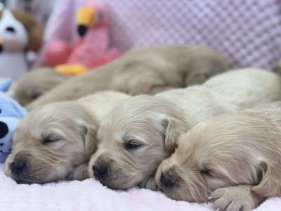 Les chiots de Golden Retriever