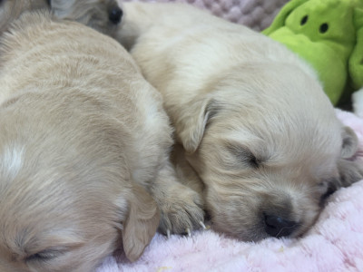 Les chiots de Golden Retriever