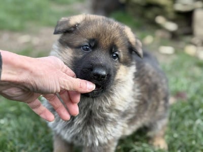 Les chiots de Berger Allemand