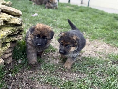Les chiots de Berger Allemand