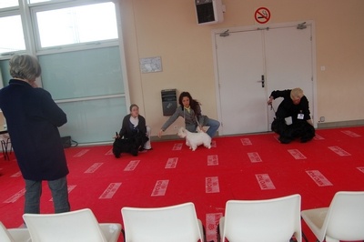 Dee doo dy du clos des fosseaux - 1ER EXCELLENT CLASSE JEUNE MEILLEUR JEUNE SCOTTISH ET MEILLEUR JEUNE TERRIER D E