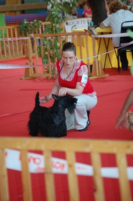 Dee doo dy du clos des fosseaux - 1ere excellent classe intermediaire RCACS