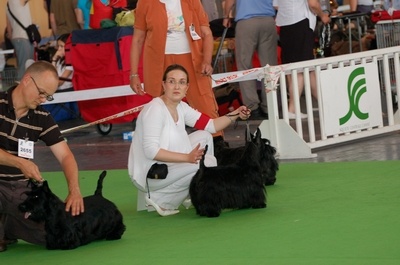 Dee doo dy du clos des fosseaux - 4 ieme classe jeune Excellent