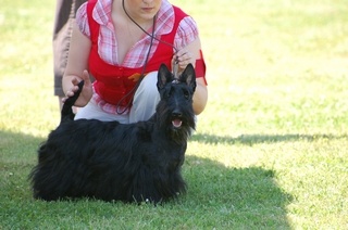 Dee doo dy du clos des fosseaux - 1ER EXCELLENT C JEUNE MEILLEUR JEUNE