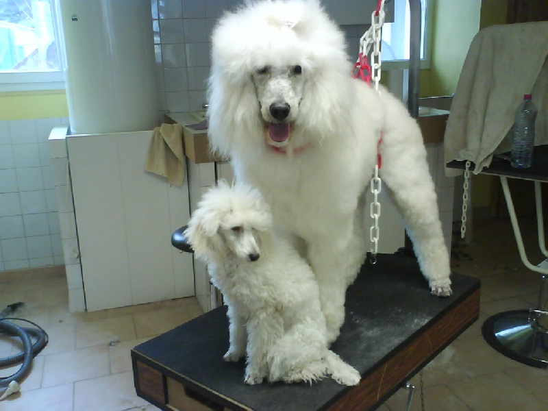 Publication : Dolce Vaquero