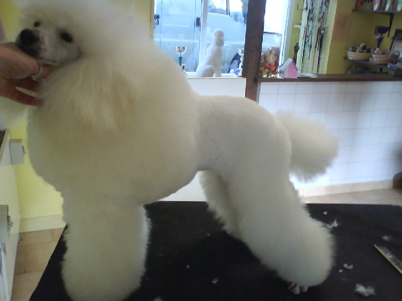 Publication : Dolce Vaquero