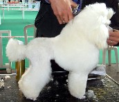 Publication : Dolce Vaquero Auteur : leroux suzy