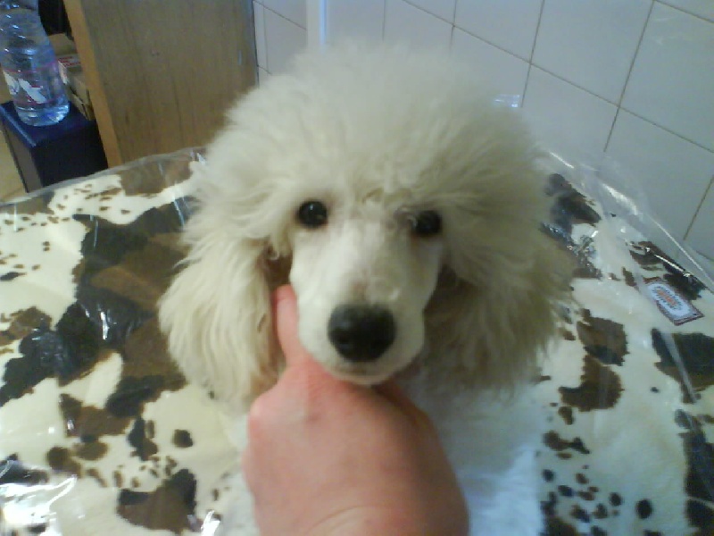 Publication : Dolce Vaquero