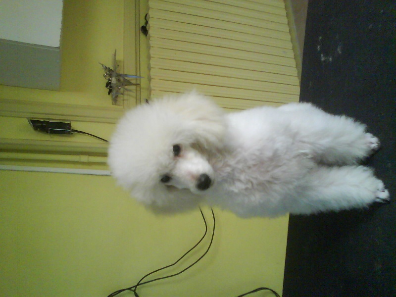 Publication : Dolce Vaquero