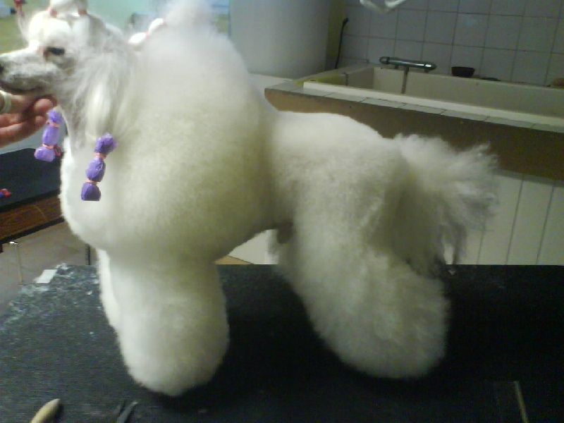 Publication : Dolce Vaquero Auteur : leroux suzy