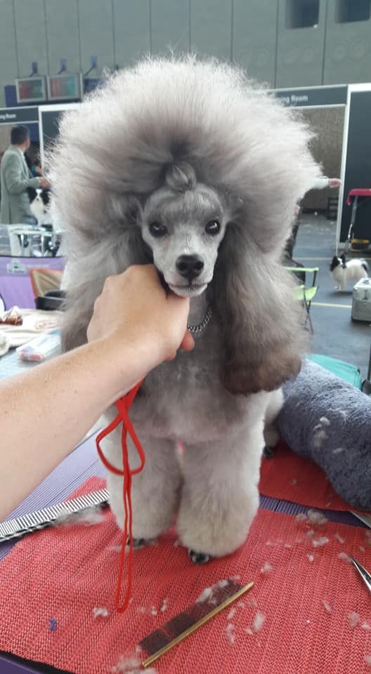 Publication : Dolce Vaquero