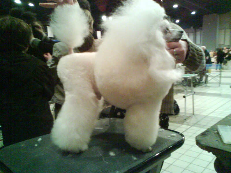 Publication : Dolce Vaquero Auteur : leroux suzy