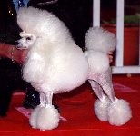 Publication : Dolce Vaquero Auteur : leroux suzy