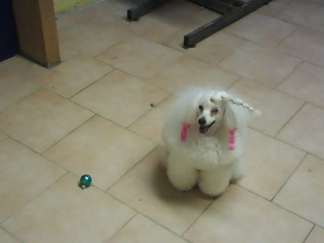 Publication : Dolce Vaquero Auteur : leroux suzy