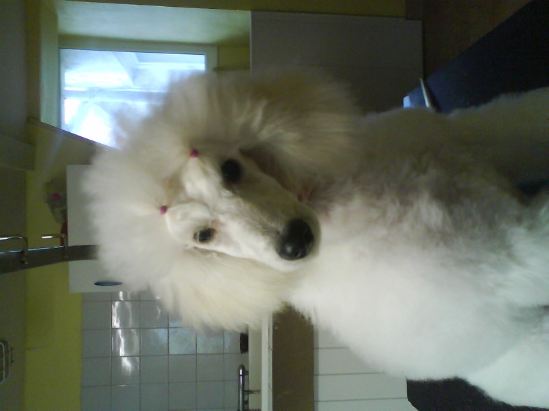 Publication : Dolce Vaquero