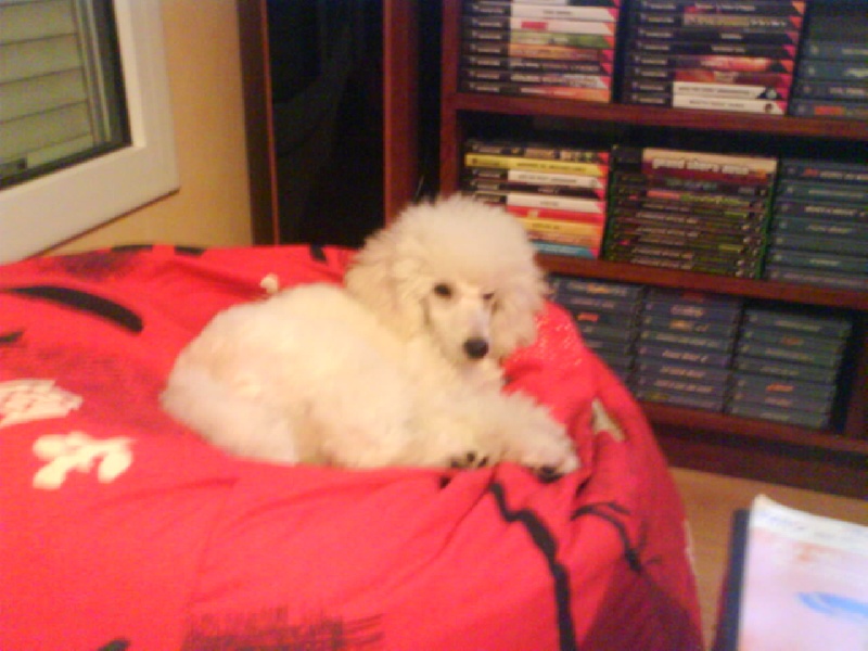 Publication : Dolce Vaquero