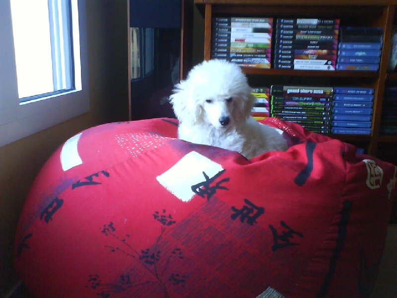 Publication : Dolce Vaquero