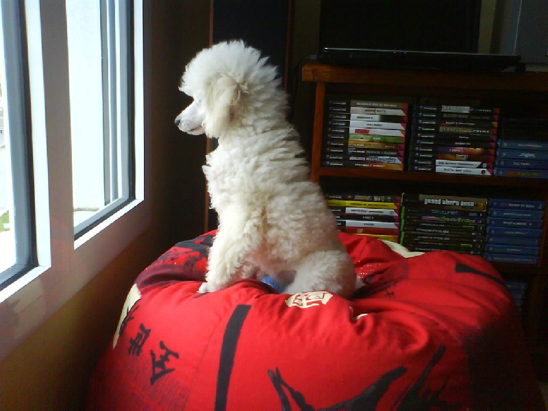 Publication : Dolce Vaquero