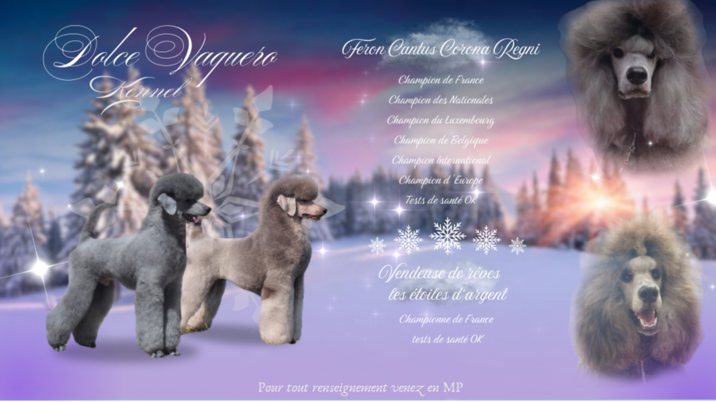 Caniche - Dolce Vaquero