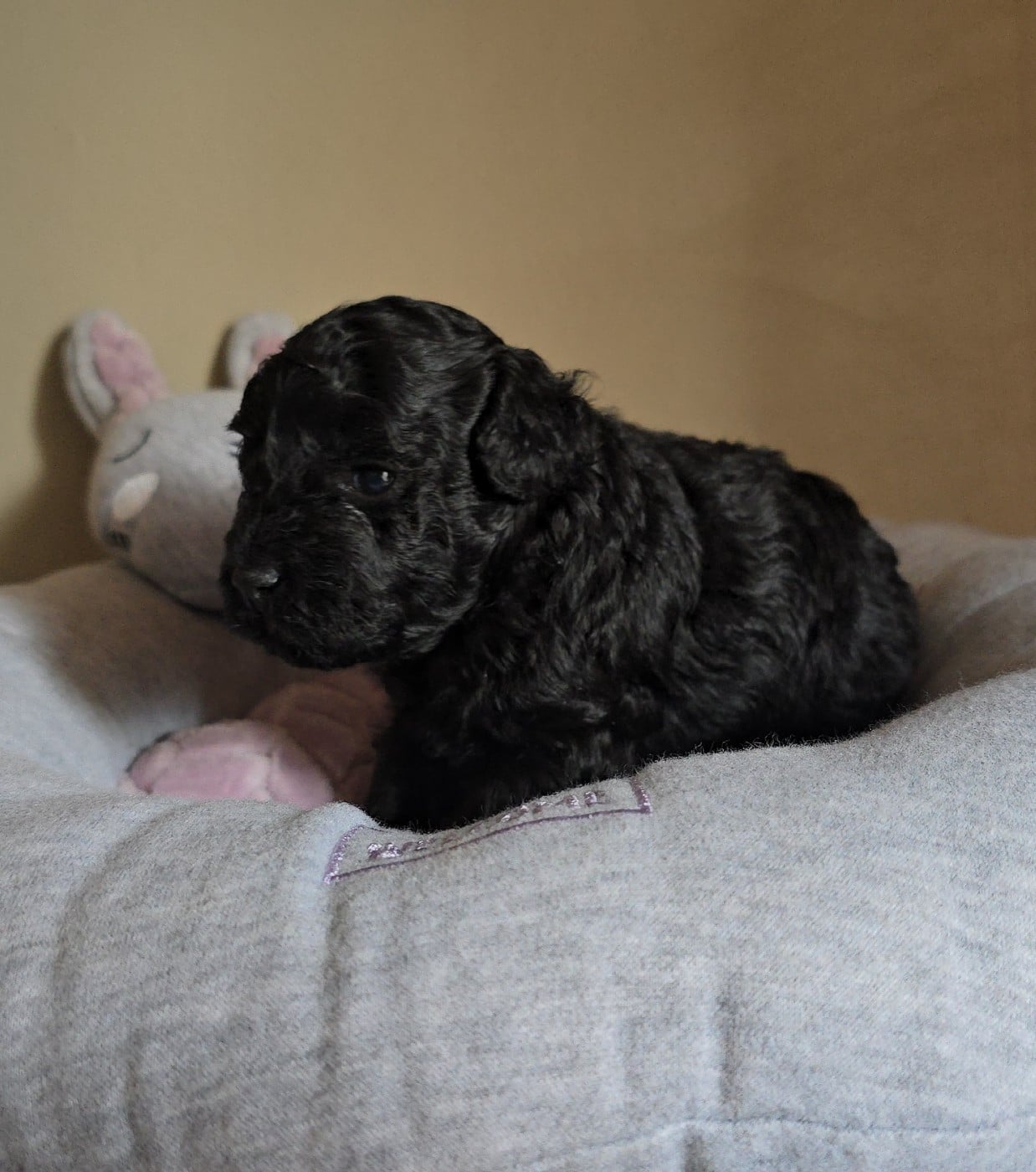 Caniche - Dolce Vaquero