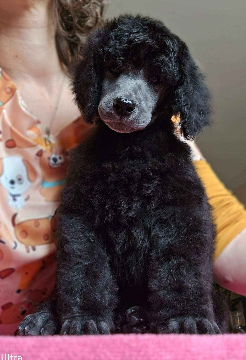 Caniche - Dolce Vaquero