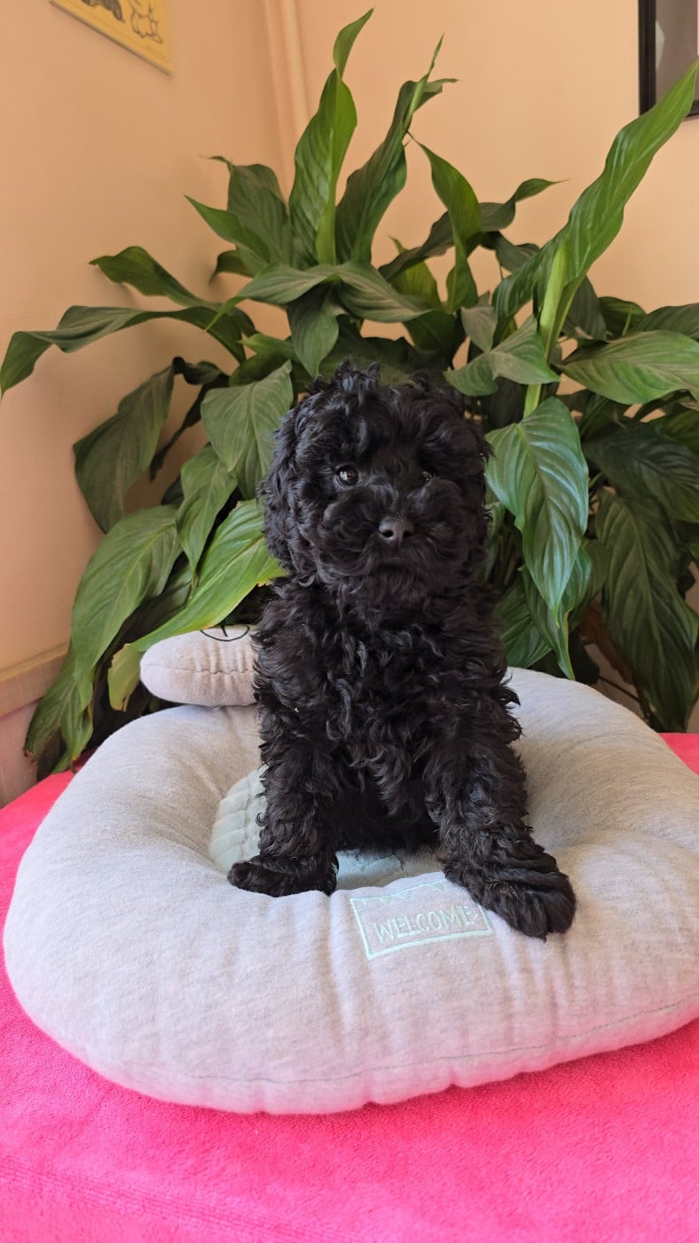 Caniche - Dolce Vaquero