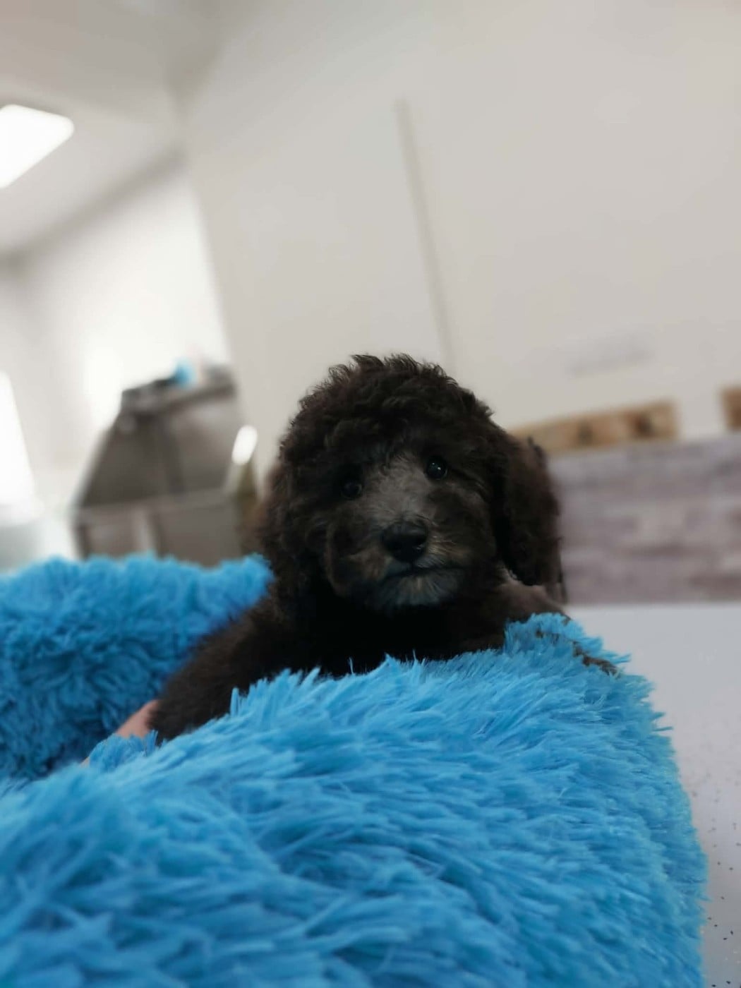 Caniche - Dolce Vaquero