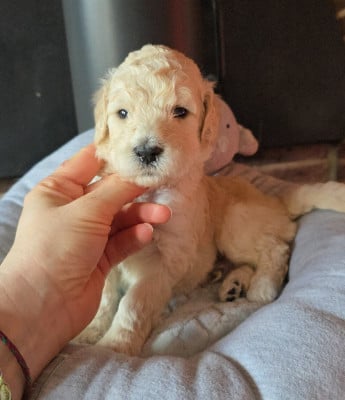 Les chiots de Caniche