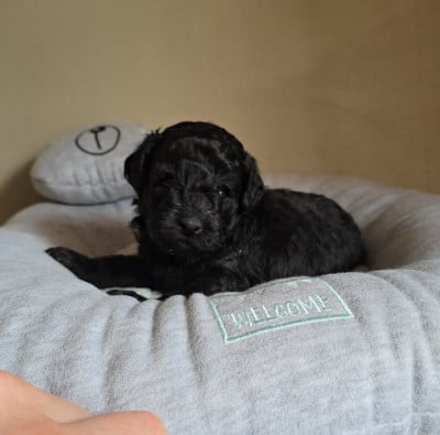 Les chiots de Caniche