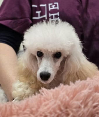 Les chiots de Caniche