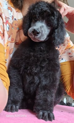 Les chiots de Caniche