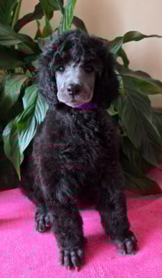 Les chiots de Caniche