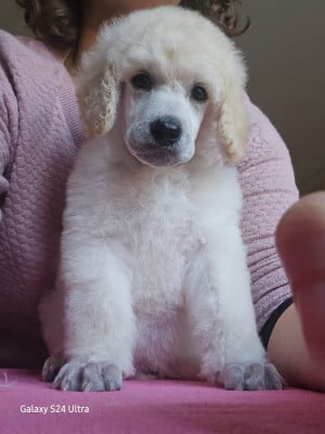Les chiots de Caniche