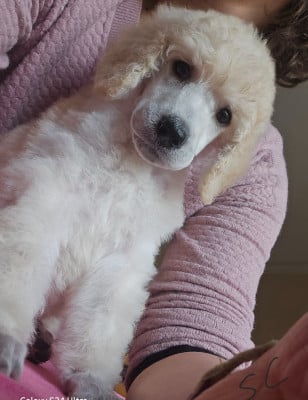 Les chiots de Caniche